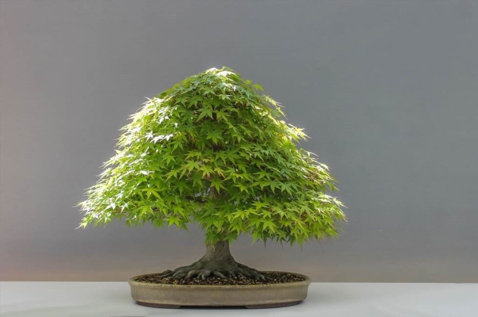 bonsai jak przycinać